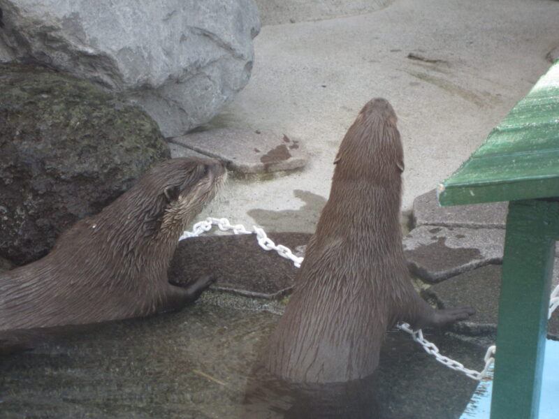 私が撮影した後ろを向いたコツメのカワウソの残念な写真
