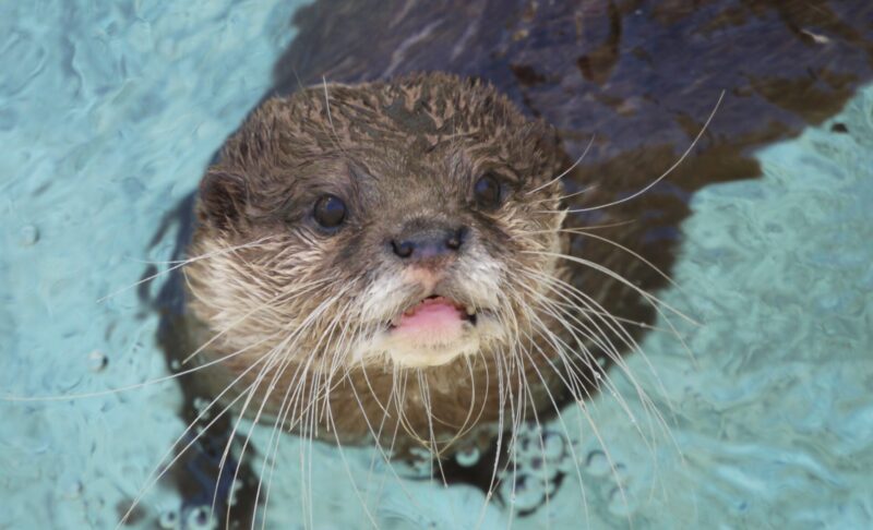 アロハガーデンで撮影したコツメカワウソの写真