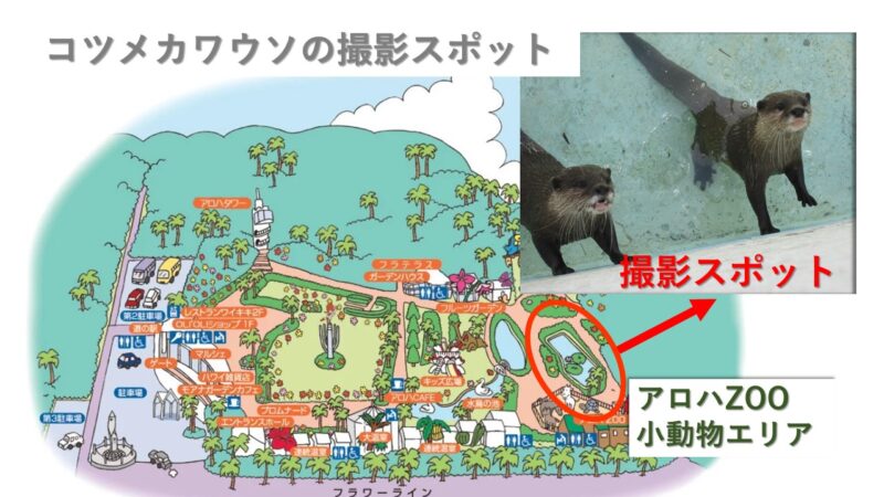 アロハガーデンのカワウソの撮影スポットの場所を示したイラスト写真