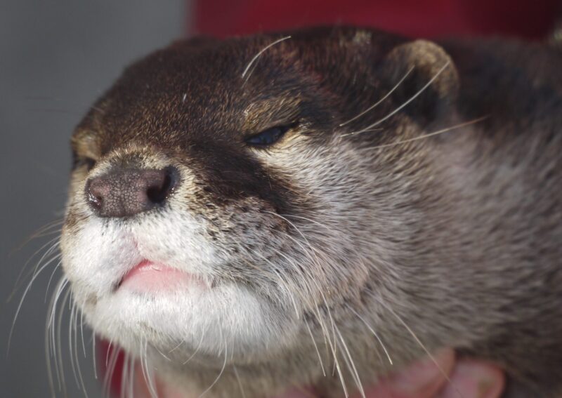 油壷マリンパークで撮影したコツメカワウソの写真