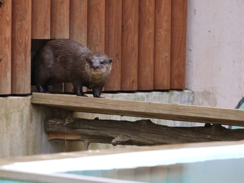 智光山こども公園で昼寝からおきだしたコツメカワウソを撮影した写真