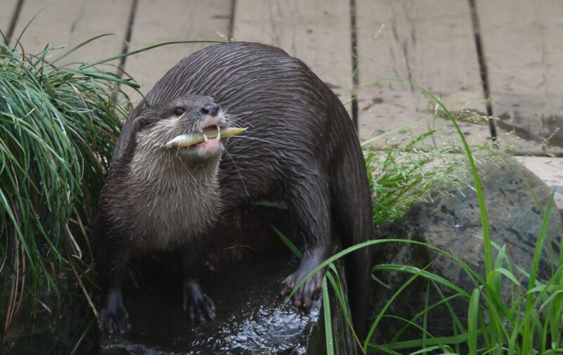 智光山こども動物公園で昼食中のコツメカワウソを撮影した写真