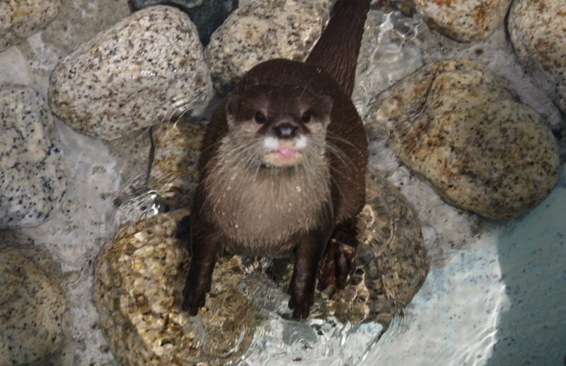 アロハがアーデンで撮影したコツメカワウソの写真