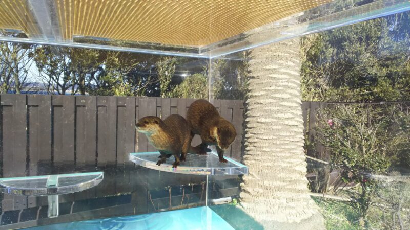 油壷マリンパークでカワウソ舎を撮影した写真