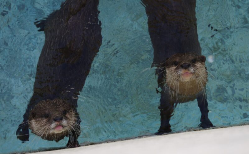 アロハガーデンで撮影したコツメカワウソの写真