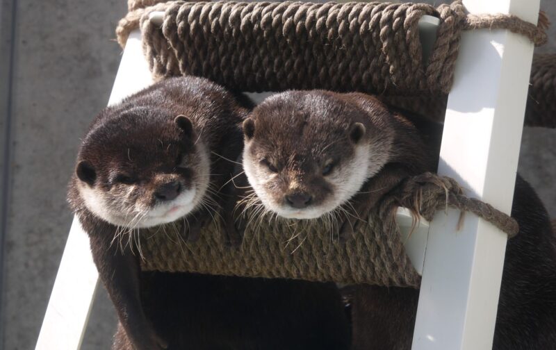 油壷マリンパークで撮影したコツメカワウソの写真
