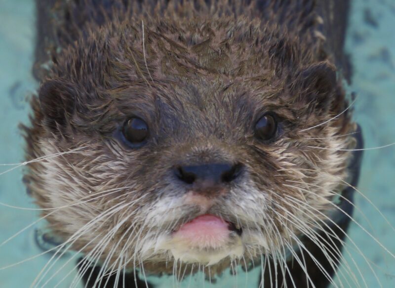 アロハガーデンで撮影したコツメカワウソの正面写真
