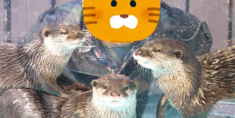油壷マリンパークで撮影したコツメカワウソの写真