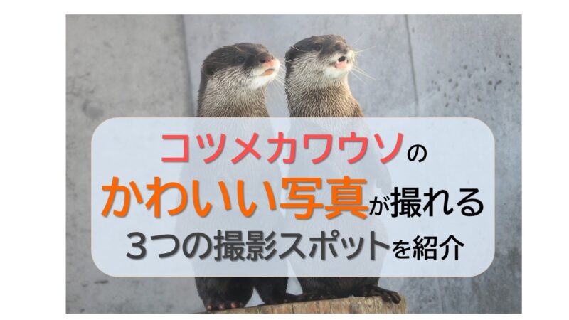 コツメカワウソの可愛い写真が失敗なく撮れる マニア厳選の 関東エリア おススメ撮影スポット3選とは