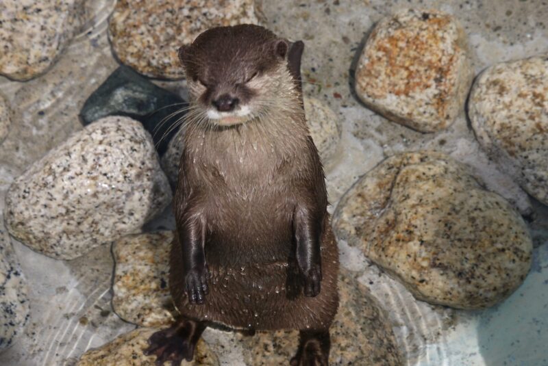 アロハガーデンで撮影したコツメカワウソを撮った写真