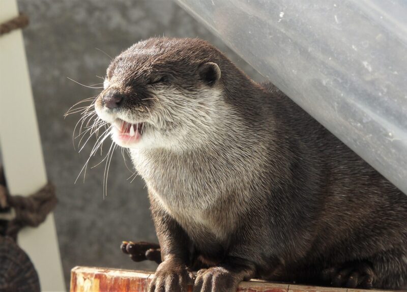 油津マリンパークで撮影したコツメカワウソの写真