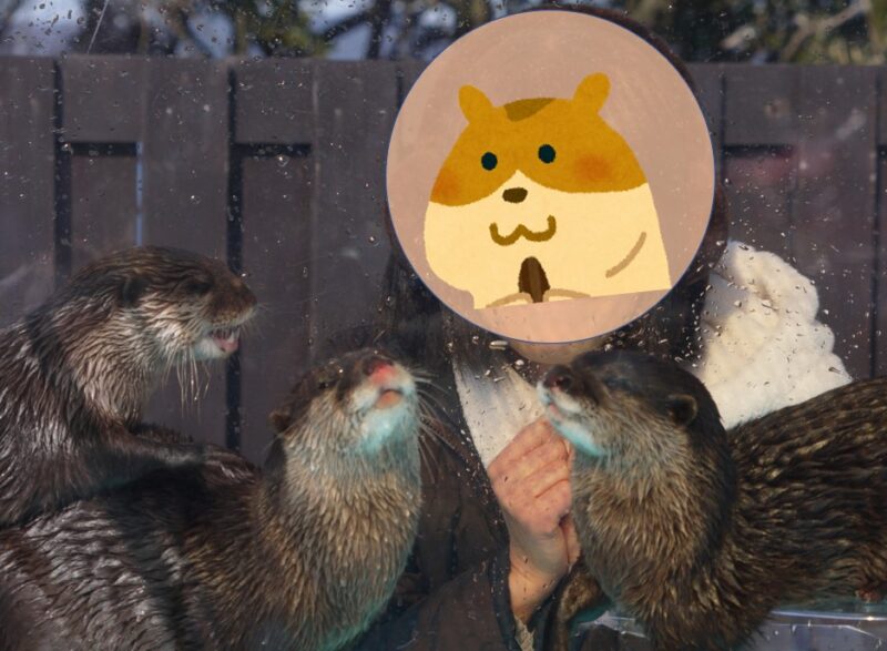 油壷マリンパークで撮影したコツメカワウソの写真