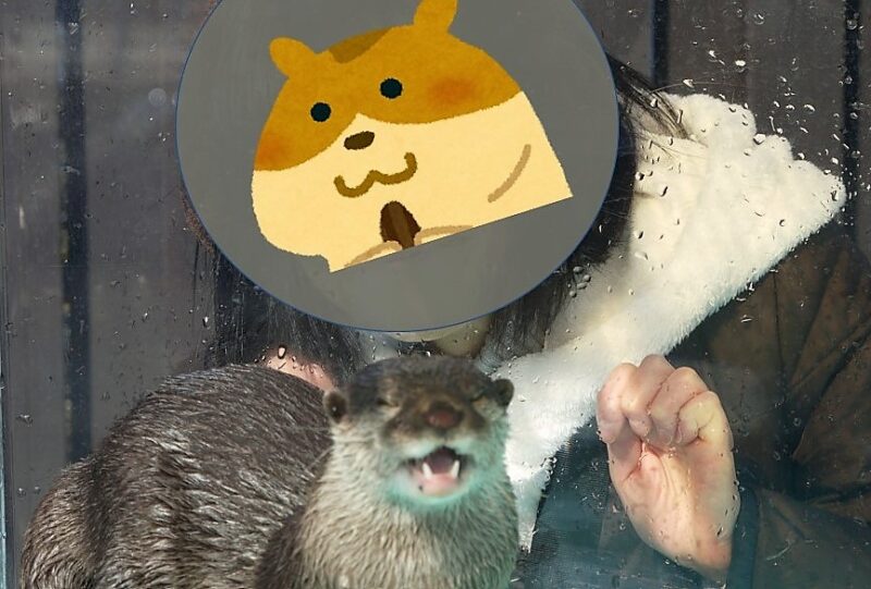 油壷マリンパークで撮影したコツメカワウソの写真