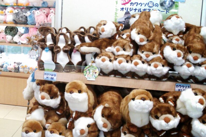 油壷マリンパークの売店のカワウソのぬいぐるみを撮った写真
