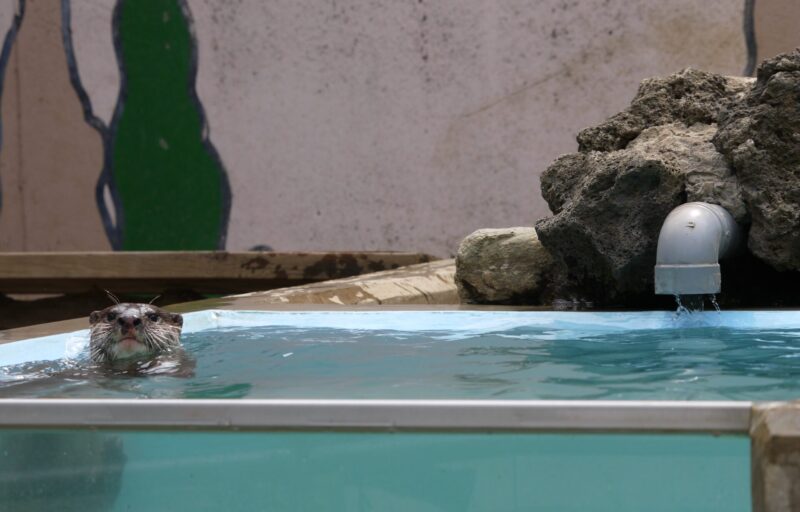 智光山こども動物公園でまるでお風呂に入っているよう水浴び中のコツメカワウソを撮影した写真