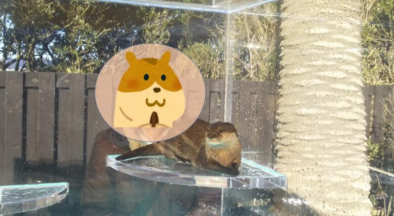 油壷マリンパークで撮影したコツメカワウソの写真