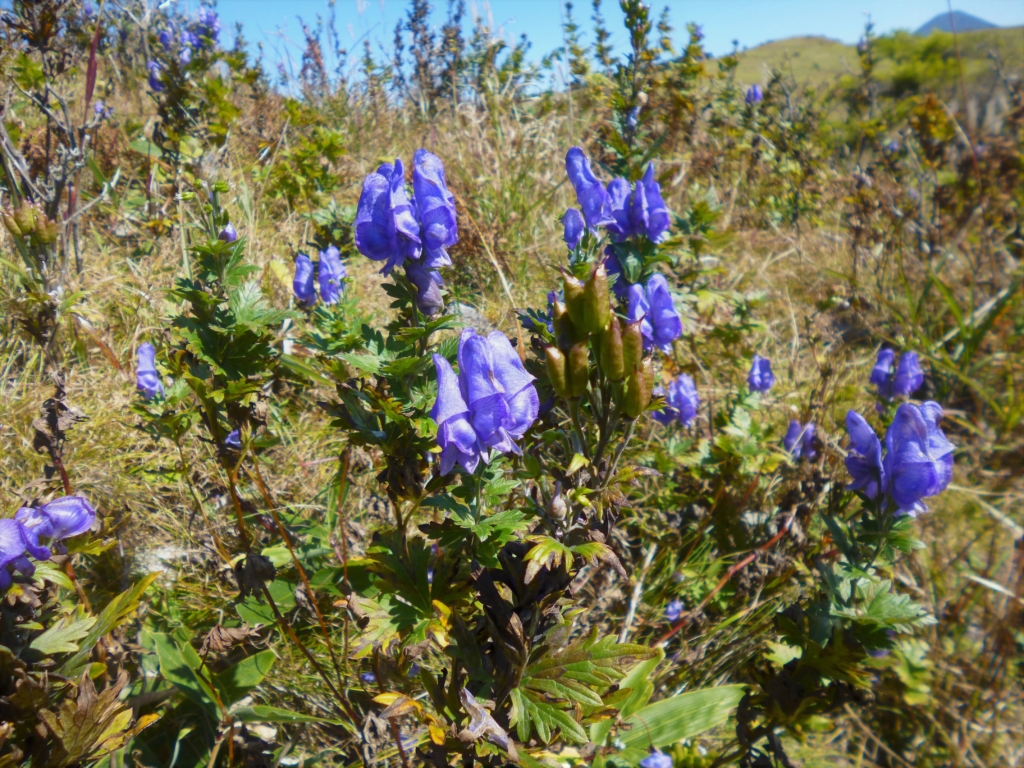 ゼブラ山から下山している道で見つけた花の写真